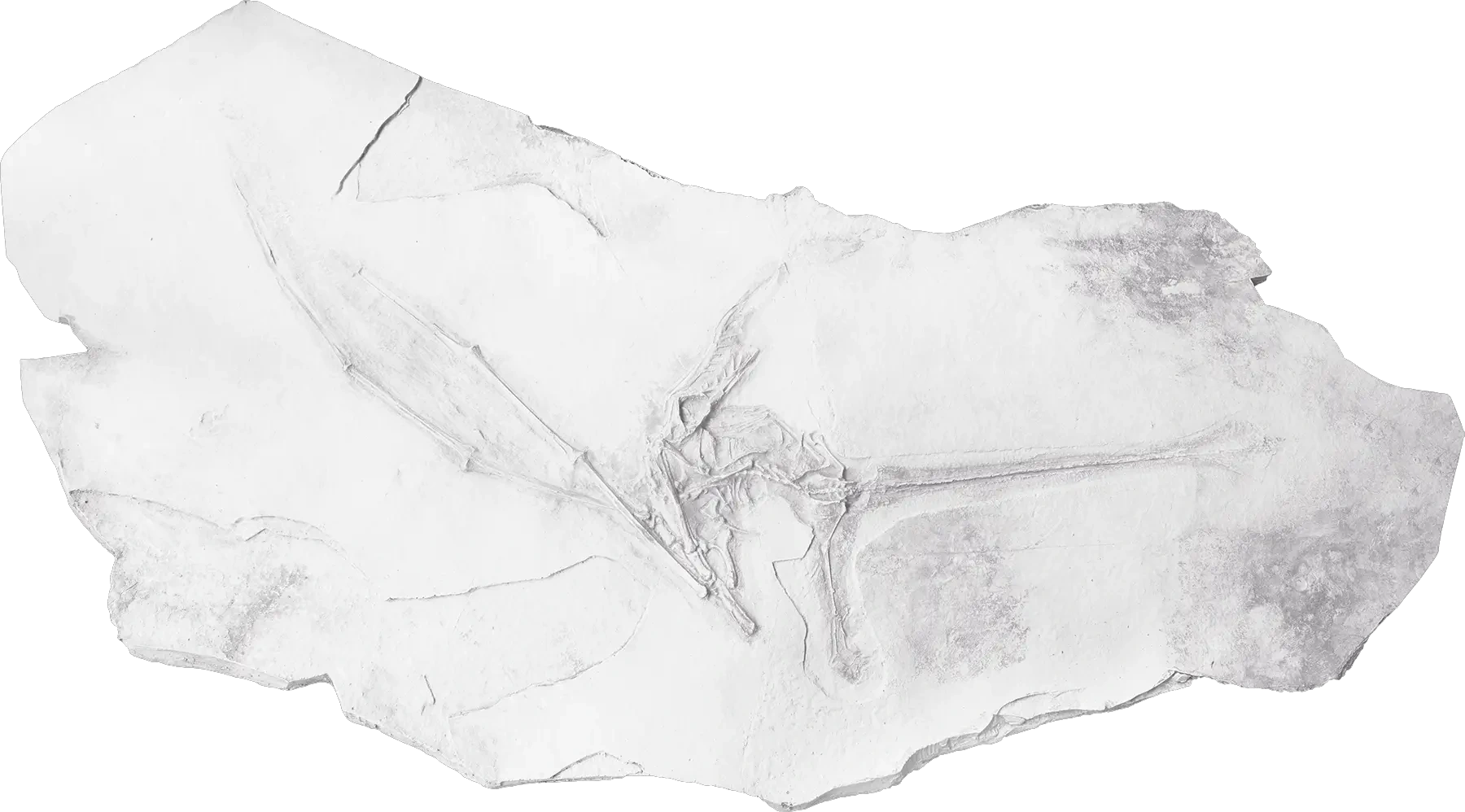 White fossil relief