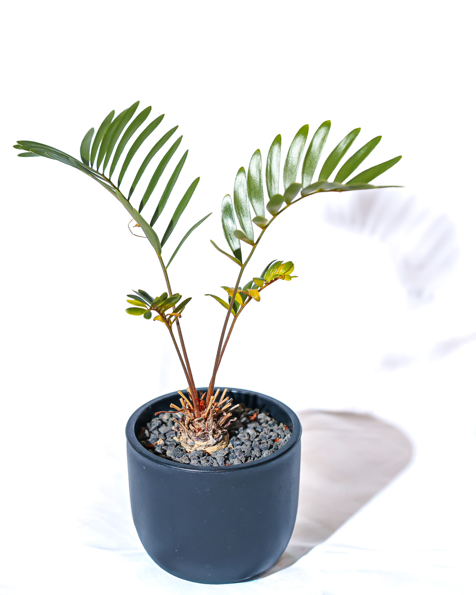 深藍色盆器中的蘇鐵植株全貌