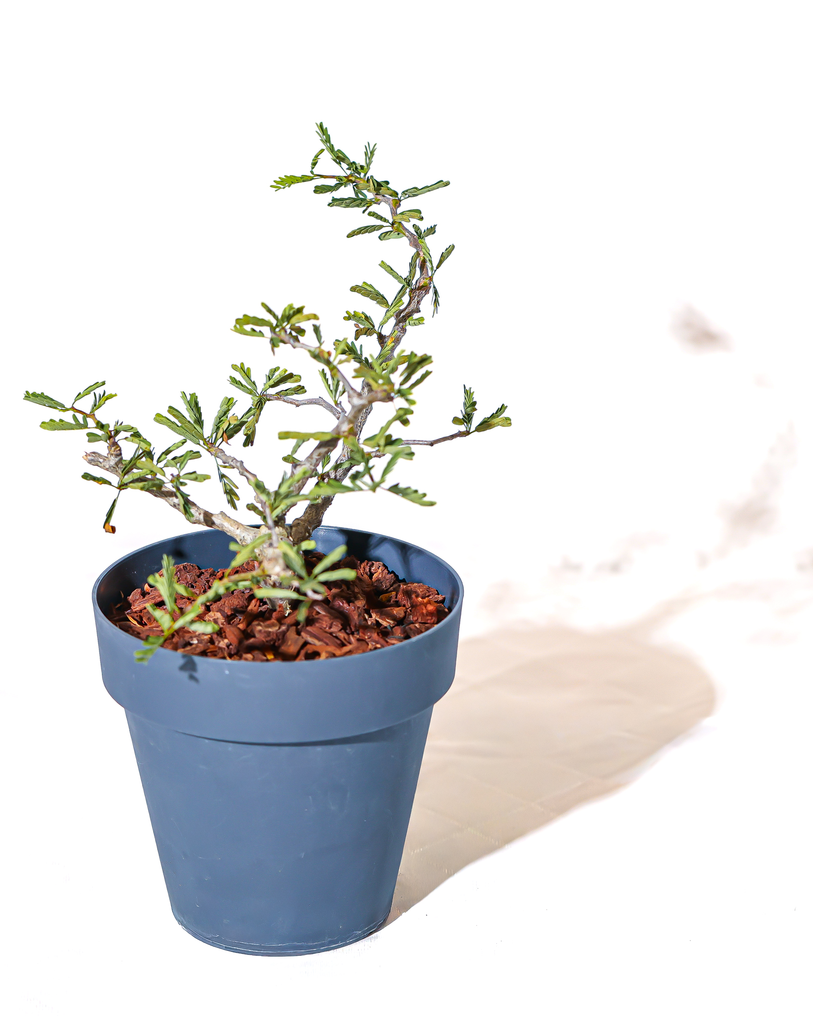 深藍色盆器中的沙漠蘇木植株全貌