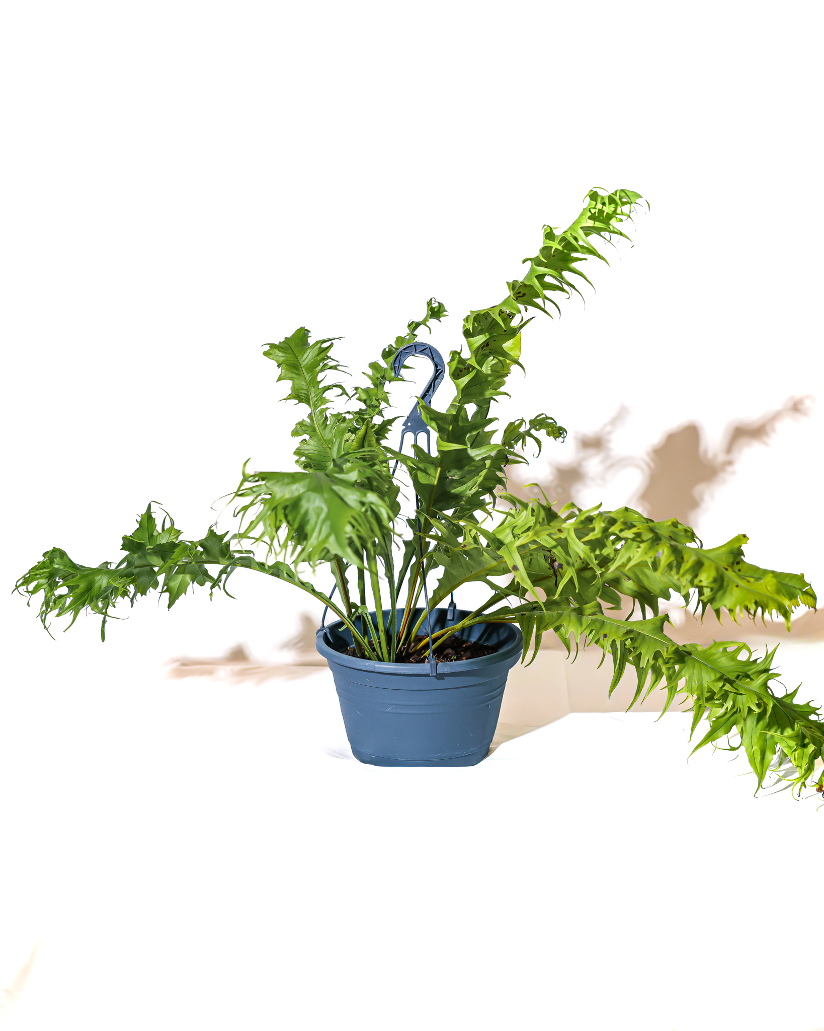 深藍色吊盆中的龍翼星蕨植株全貌