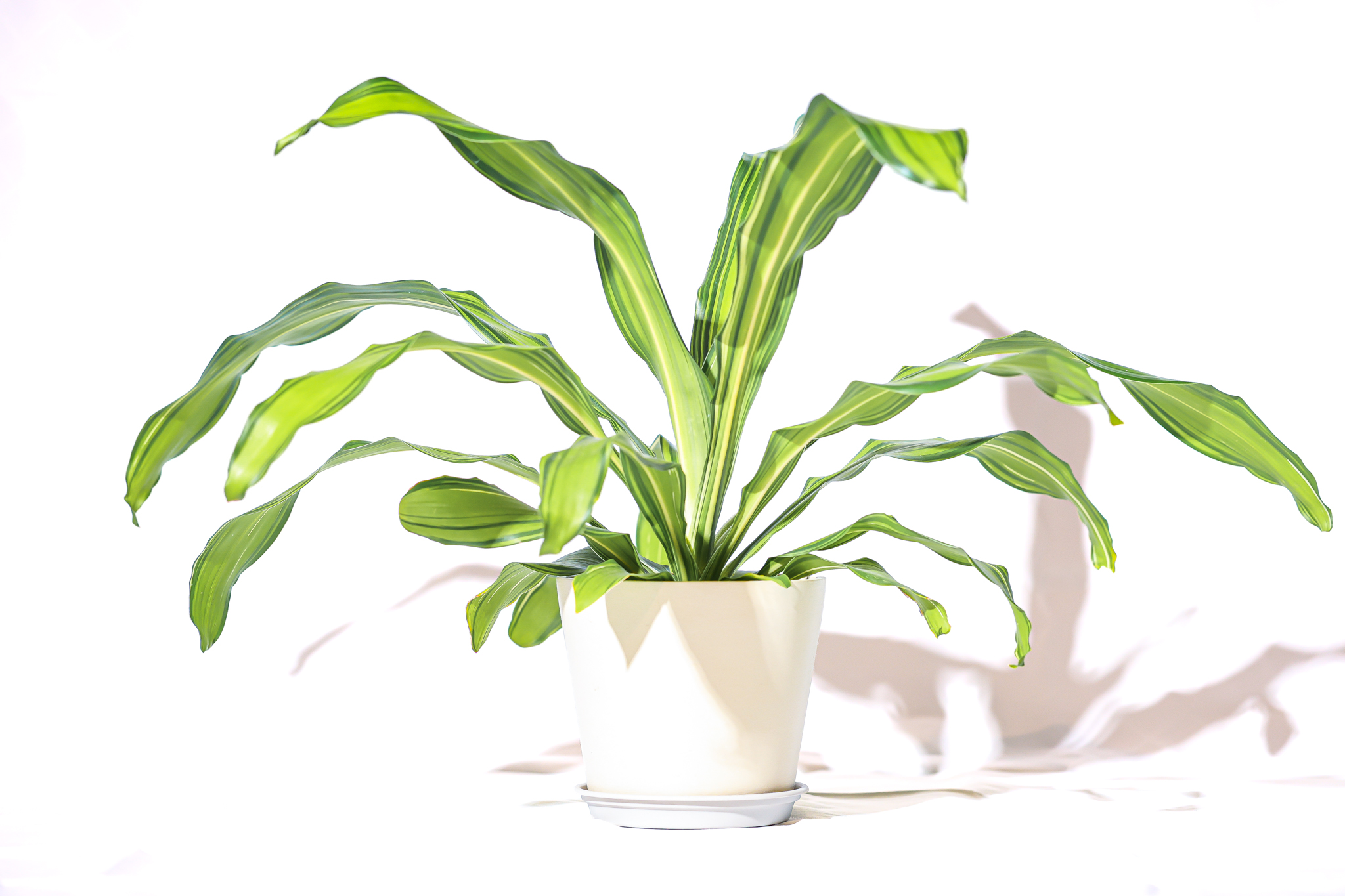 白色盆器中的黃綠條紋寬葉植栽全貌