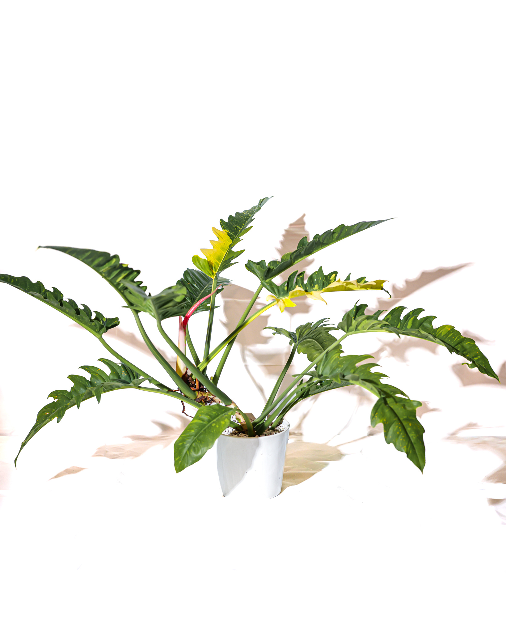 白色盆器中的黃金火之戒蔓綠絨植株全貌